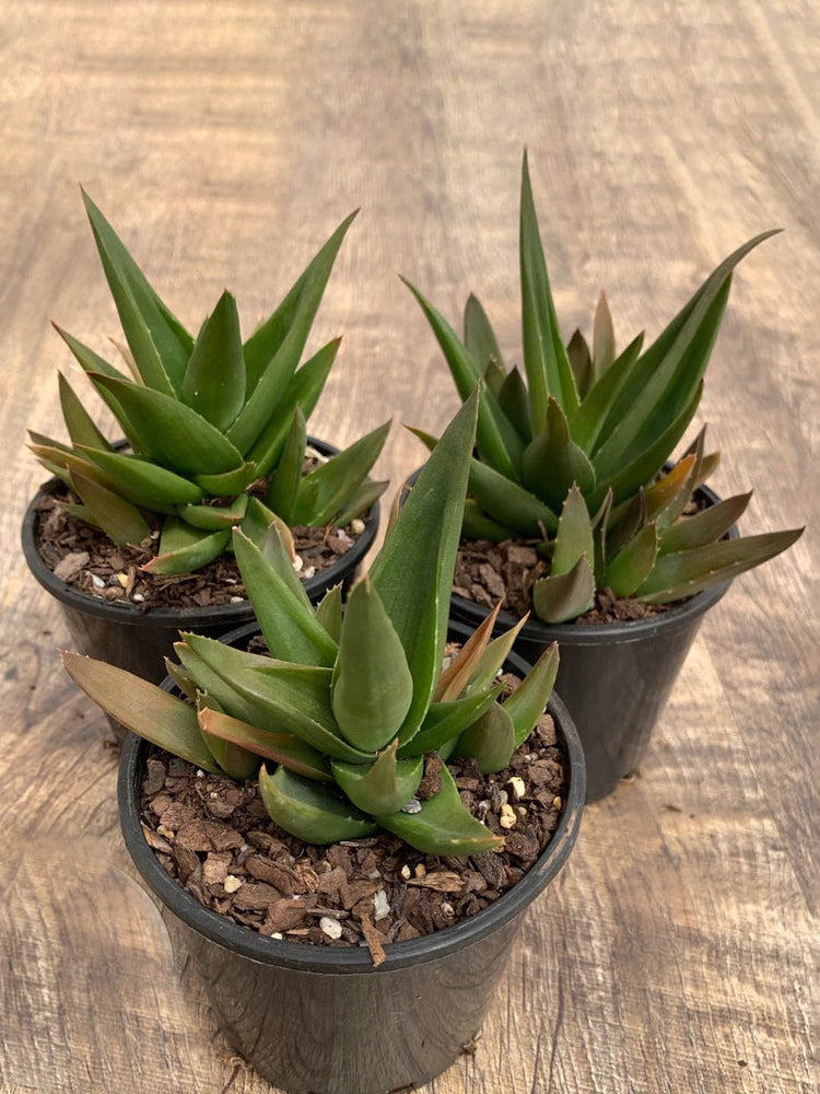 Aloe Black Gem