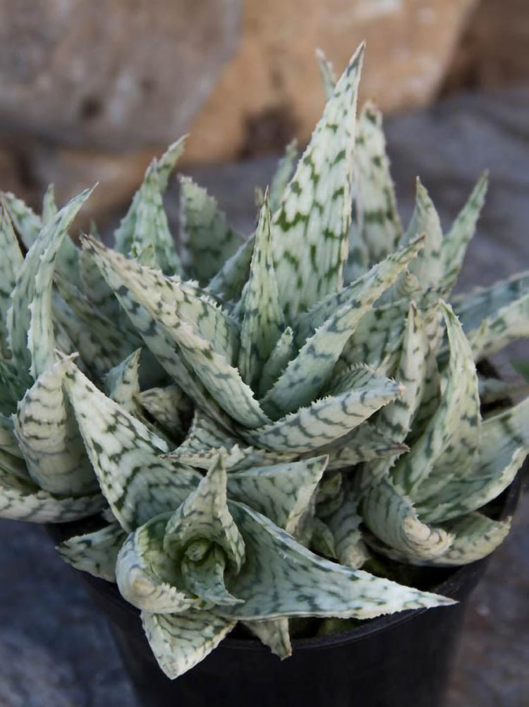 Aloe Blizzard Plant or Snow Blizzard Aloe with Frost Green and Dark green stripes coloured leaves and Pinkish Orange coloured flower