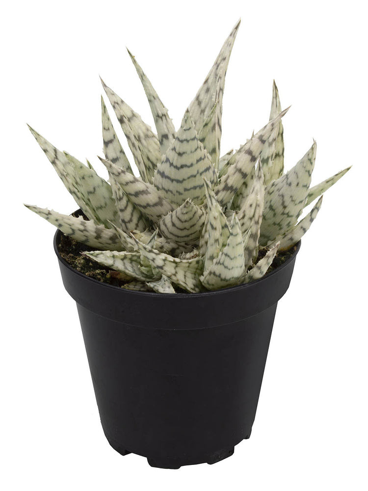 Aloe Blizzard