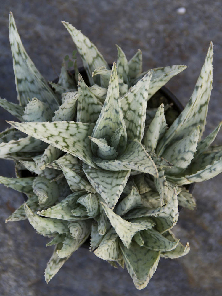 Aloe Blizzard