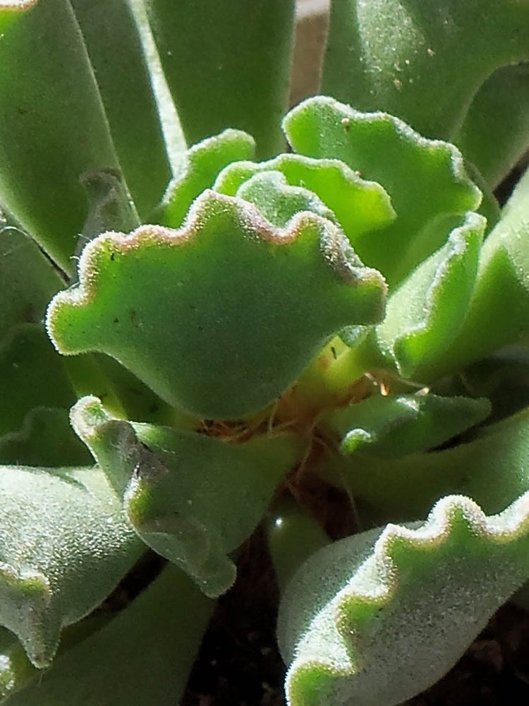 Adromischus Cristatus