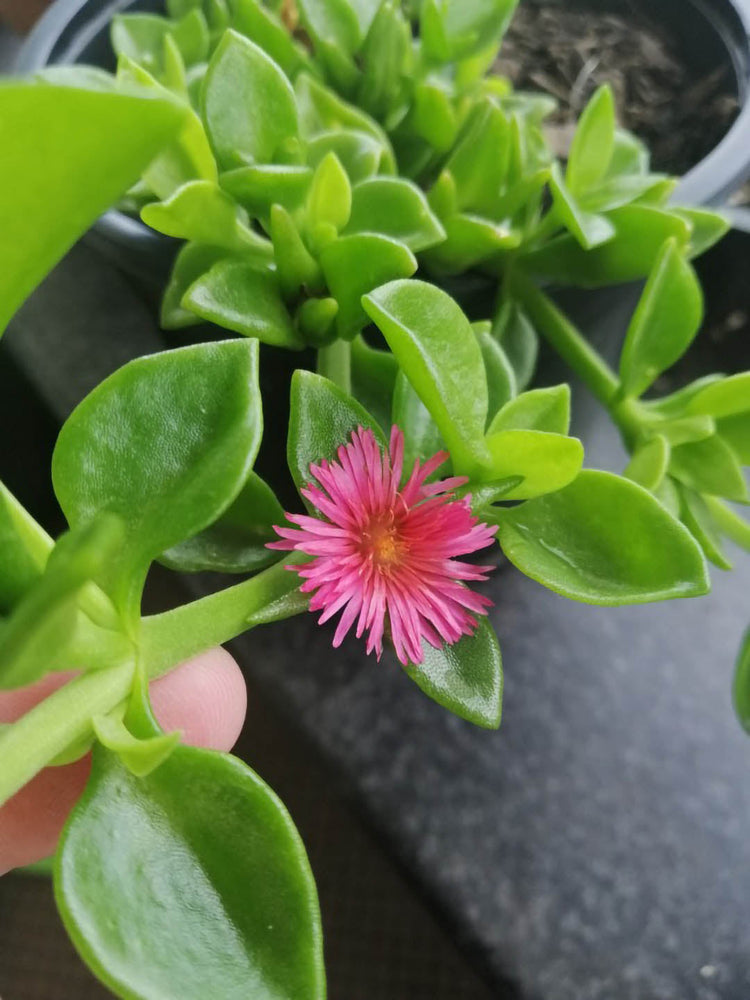 Aptenia Cordifolia
