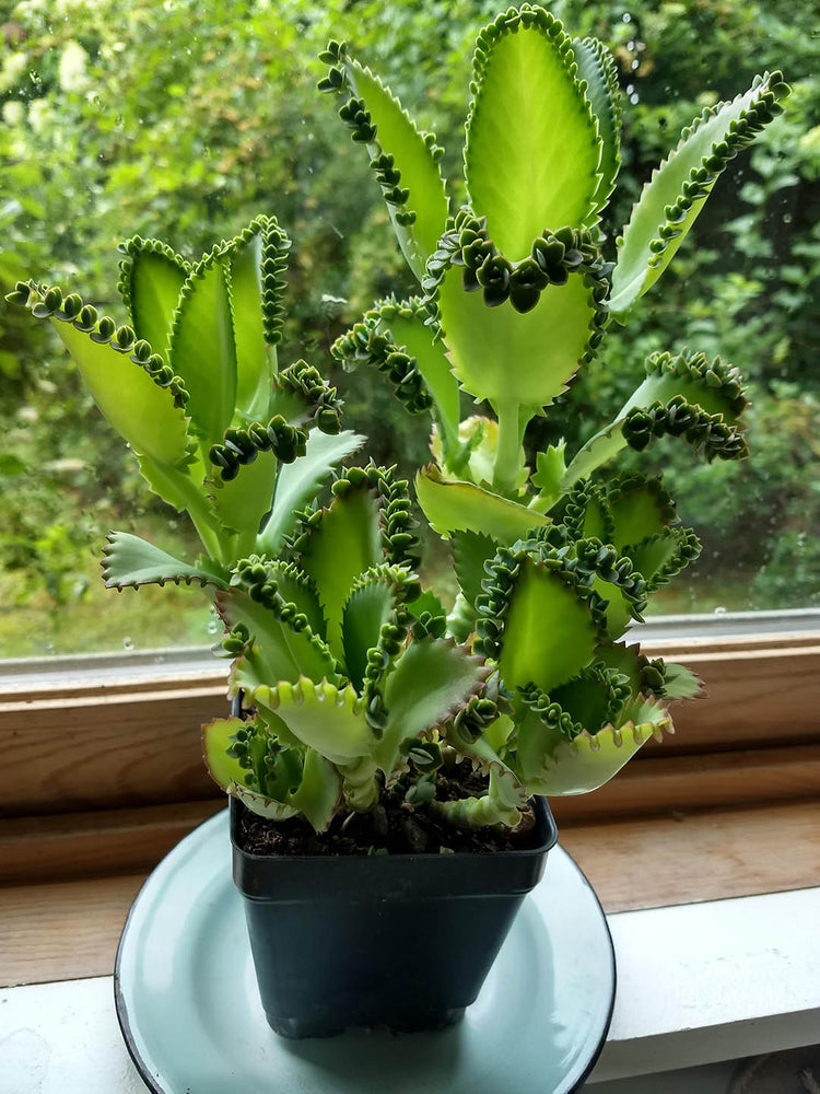 Bryophyllum Daigremontianum
