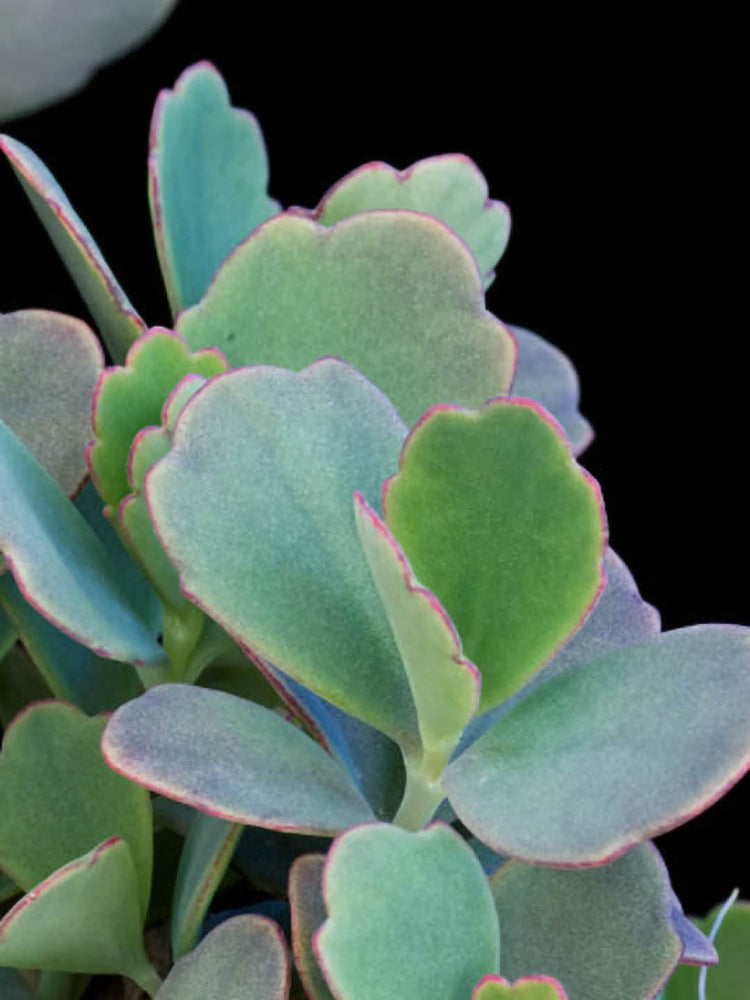 Bryophyllum Fedtschenkoi