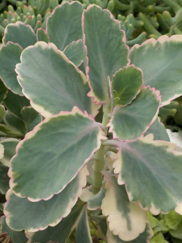 Bryophyllum Fedtschenkoi