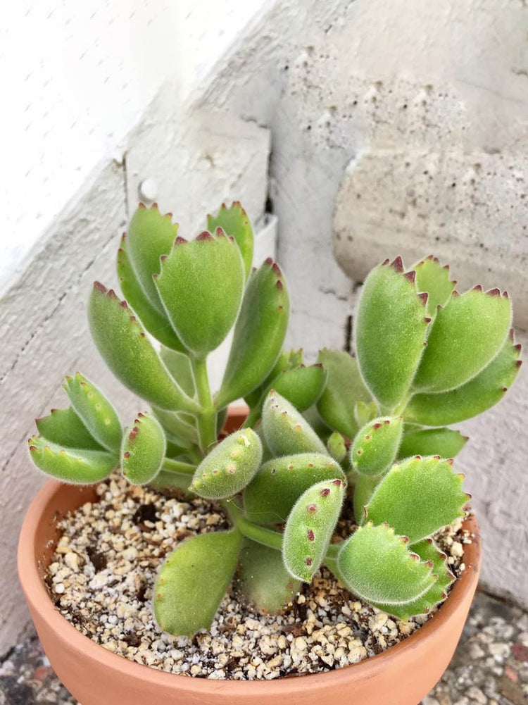 Cotyledon Tomentosa Plant or Bear s Paw, Kitten Paws, Woolly Cotyledon with Green coloured leaves and Red coloured flower