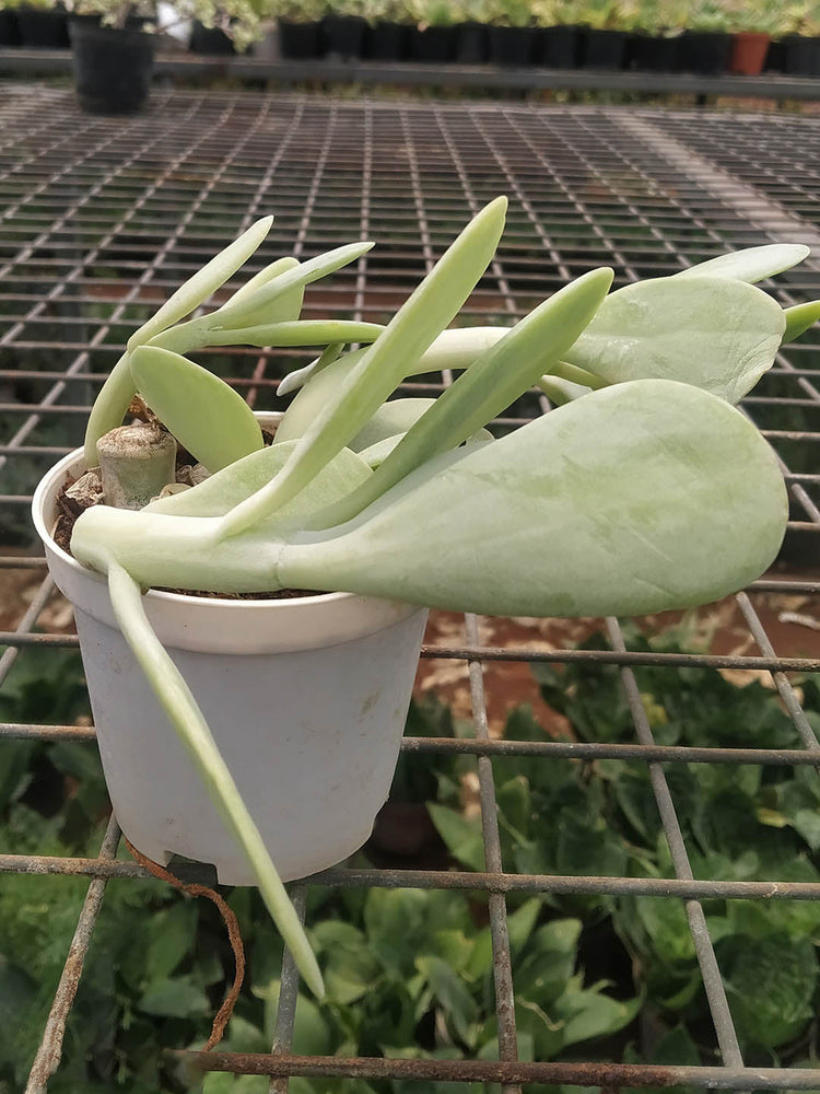 Cotyledon Orbiculata Plant or Pig s Ear, Round-leafed navel-wort with Green coloured leaves and Red coloured flower