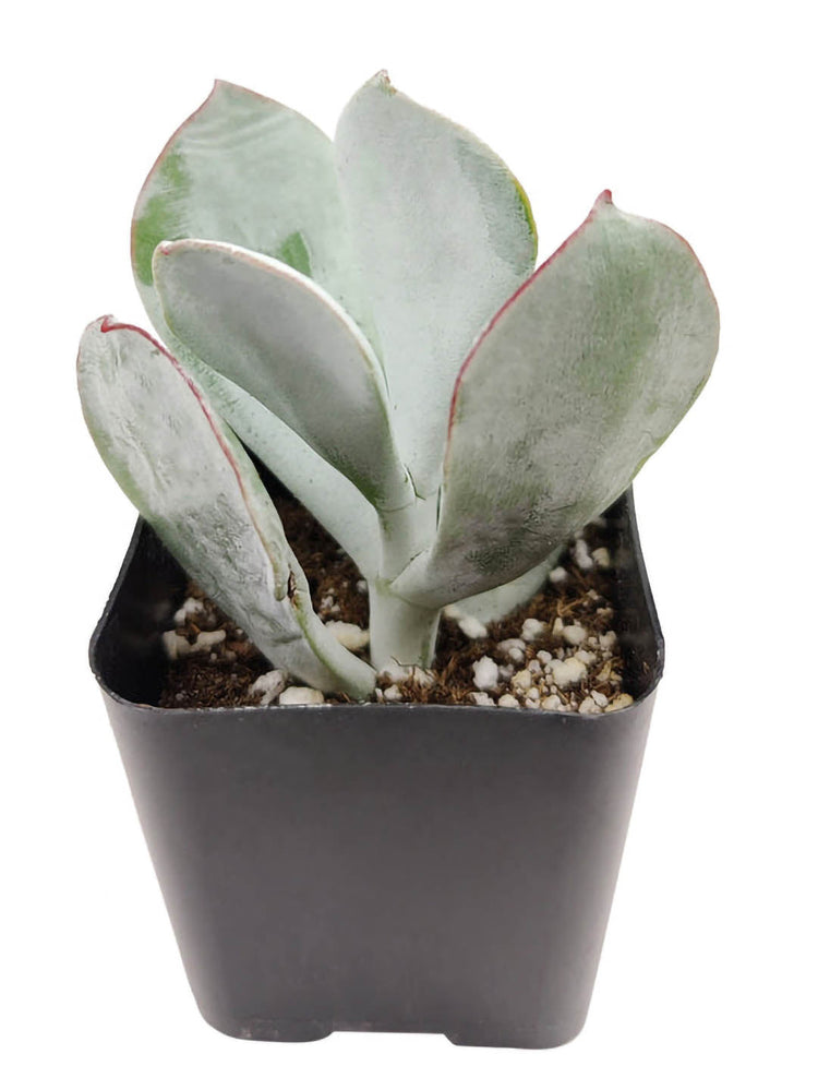 Cotyledon Orbiculata