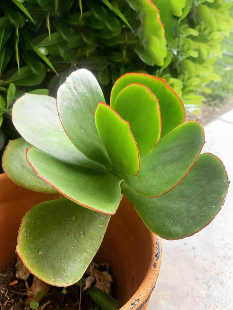 Cotyledon Orbiculata