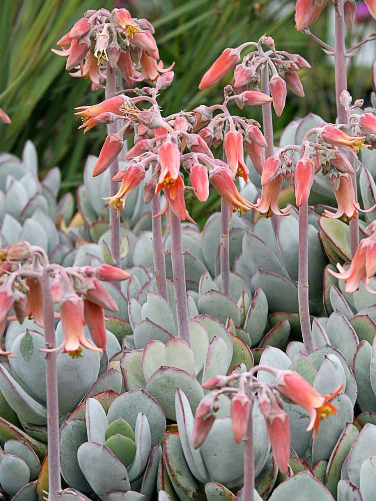 Cotyledon Orbiculata