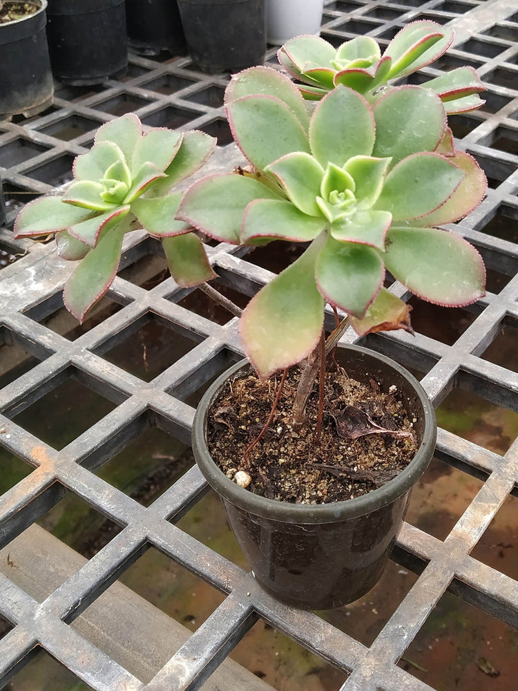 Aeonium Haworthii