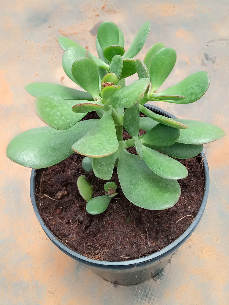 Crassula Ovata Obliqua Plant or Jade Plant with Green coloured leaves and Pink coloured flower