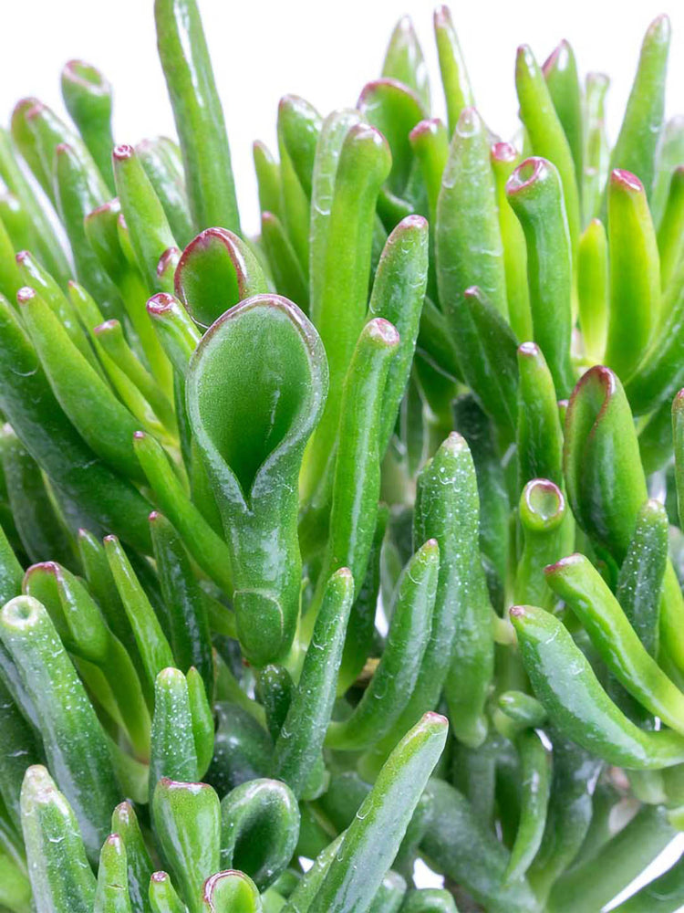 Crassula Ovata Gollum