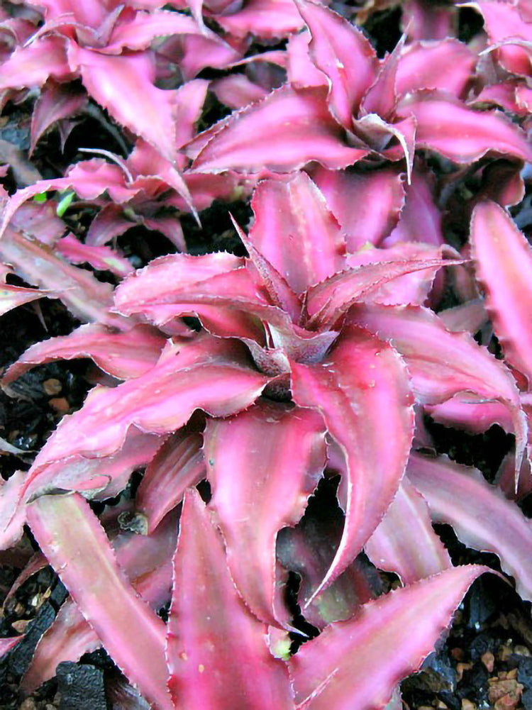 Cryptanthus Bromeliad Red Star