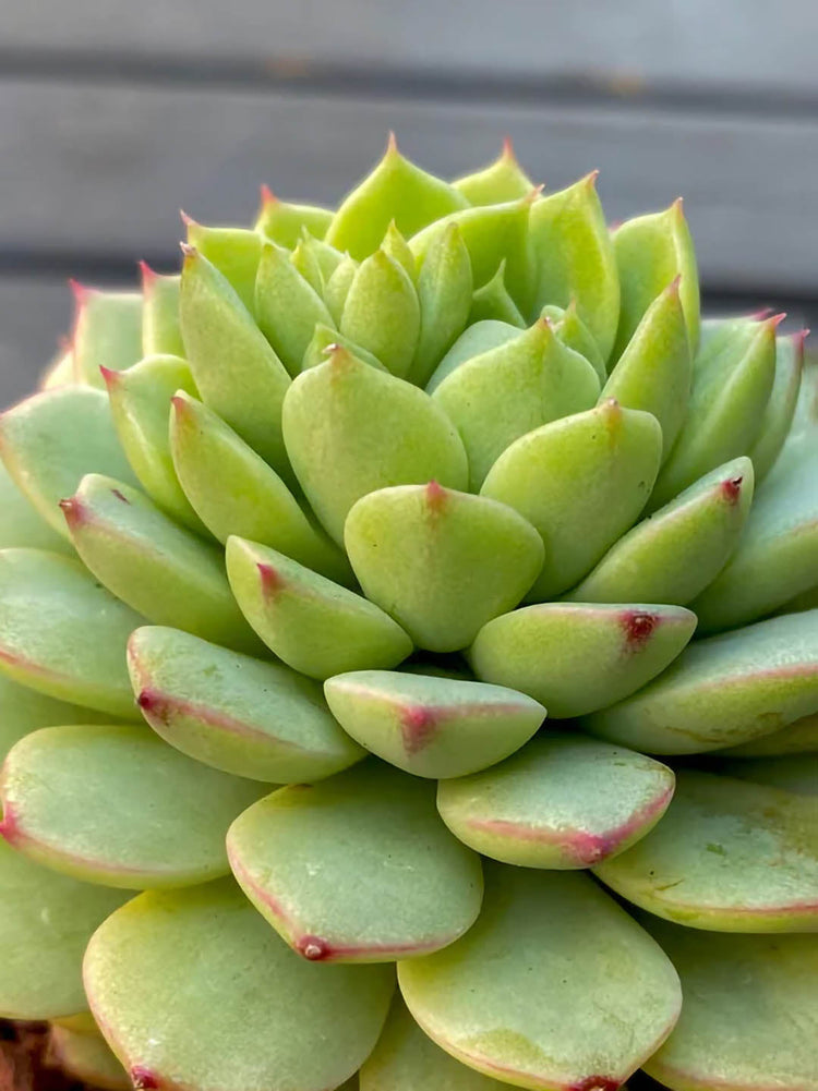 Echeveria Agavoides