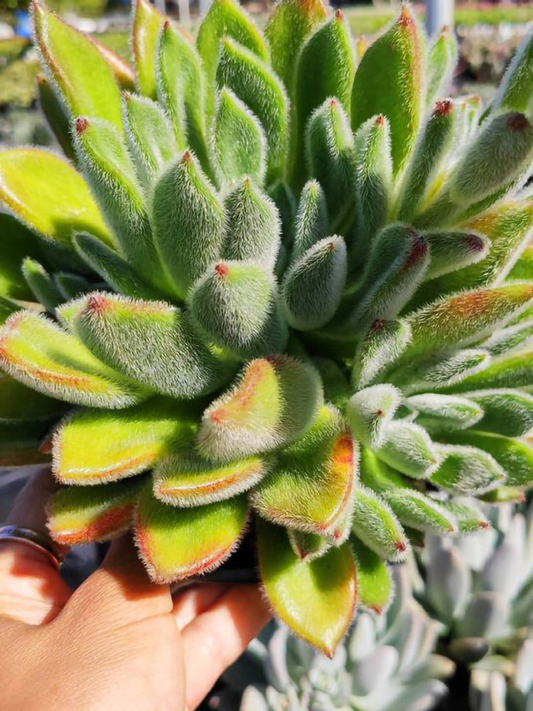 Echeveria Doris Taylor