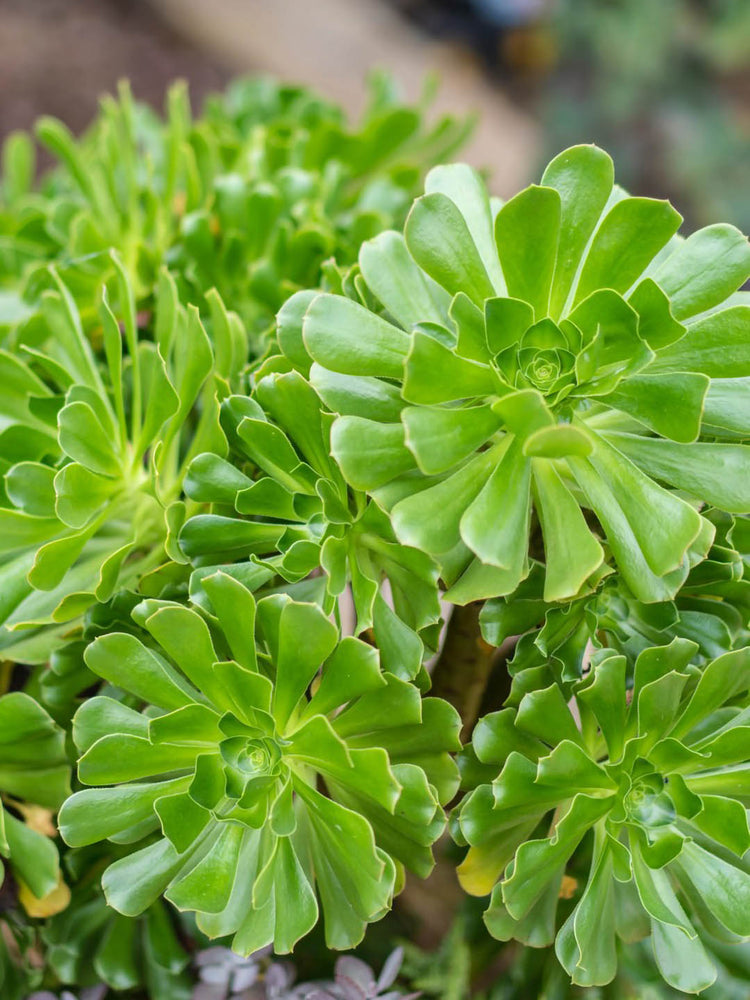 Aeonium Arboreum