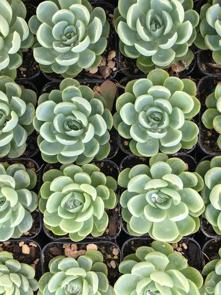 Echeveria Elegans