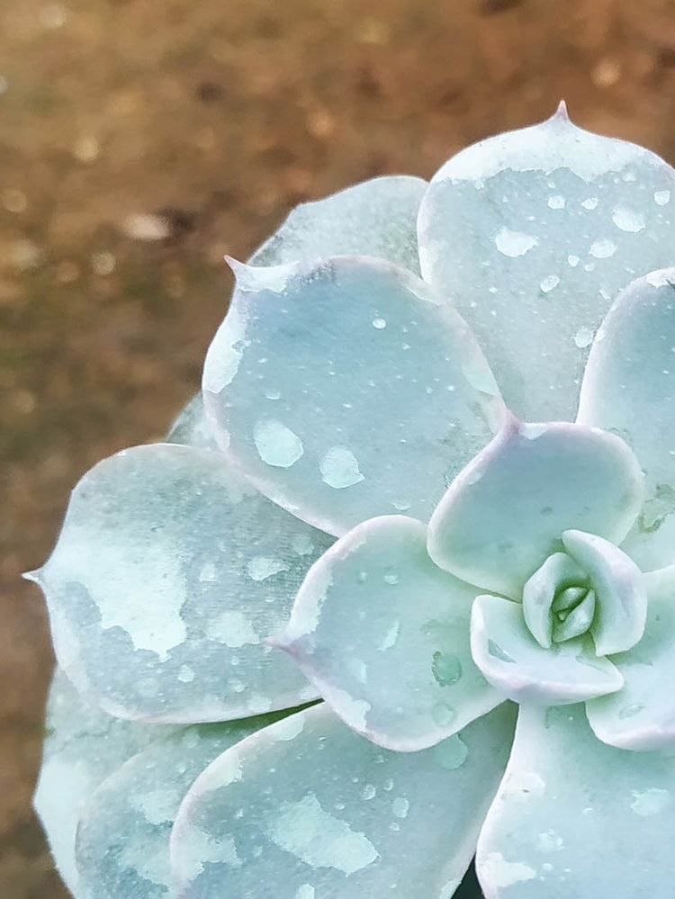 Echeveria Lilacina