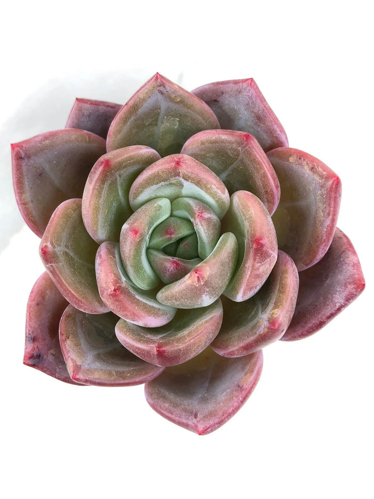 Echeveria Pink Champagne