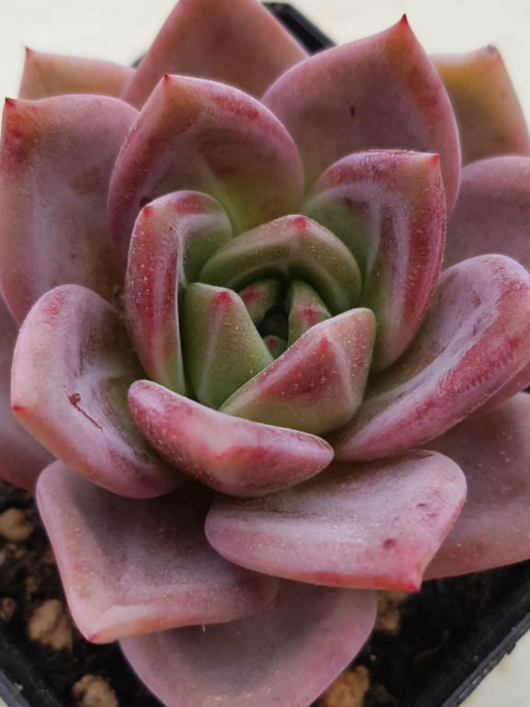 Echeveria Pink Champagne