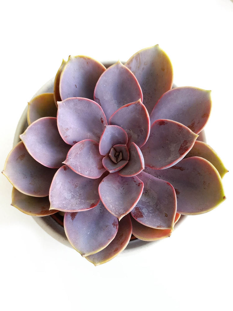 Echeveria Gibbiflora