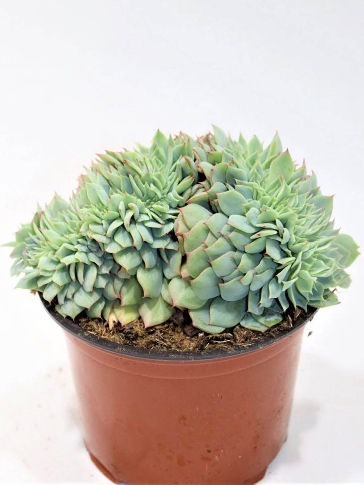 Echeveria Secunda Cristata Plant or Glaucous Echeveria with Frost Green coloured leaves and Pink coloured flower