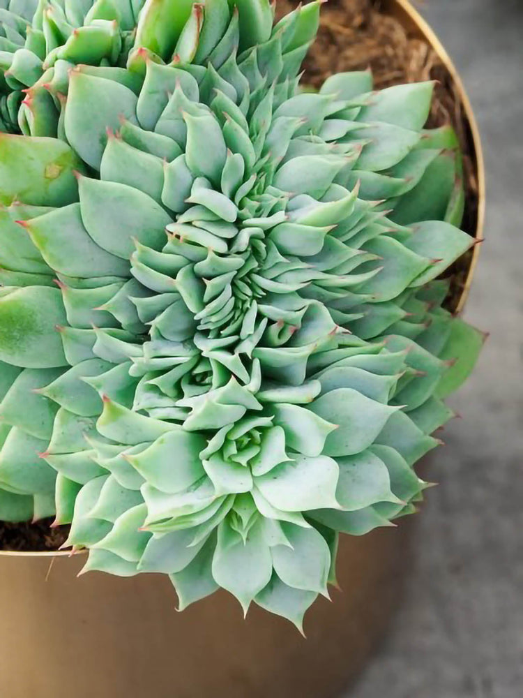 Echeveria Secunda Cristata