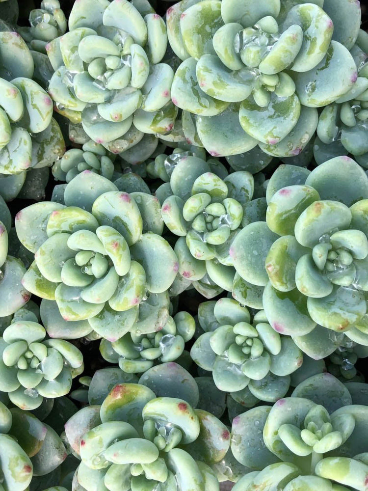 Echeveria Amoena