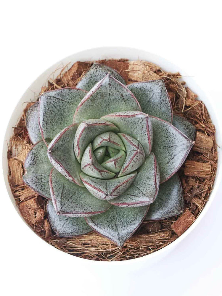Echeveria Lotus Chinensis