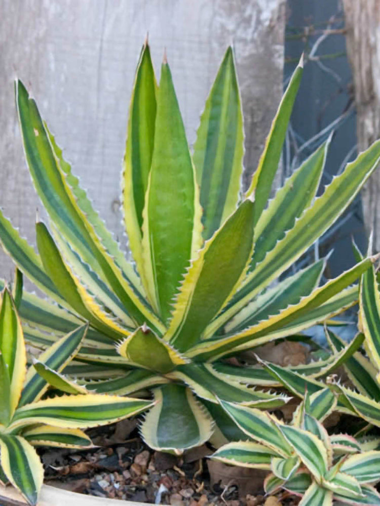 Agave Lophantha Superwhite