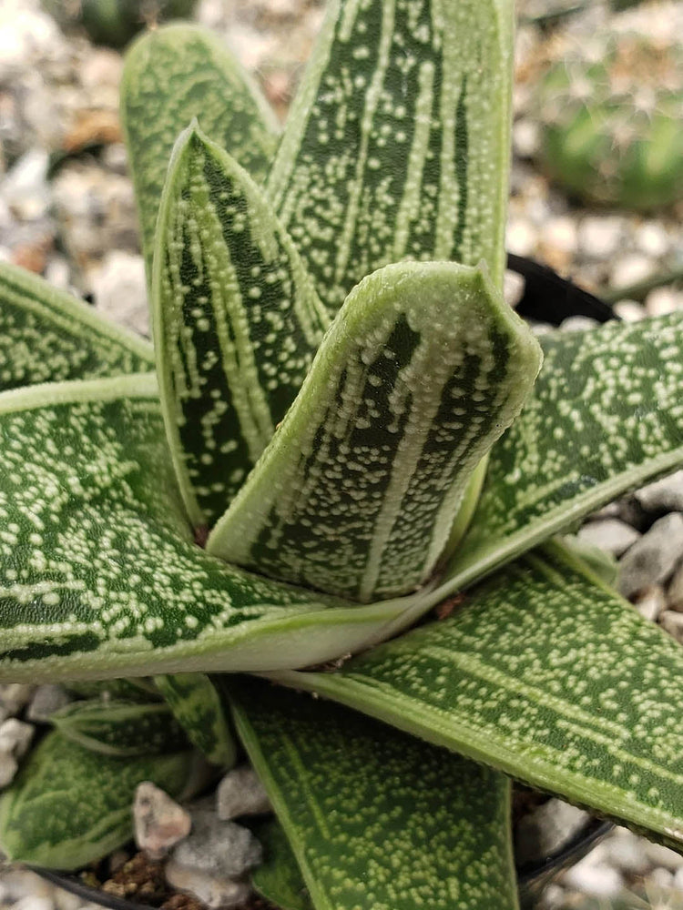 Gasteria Little Warty