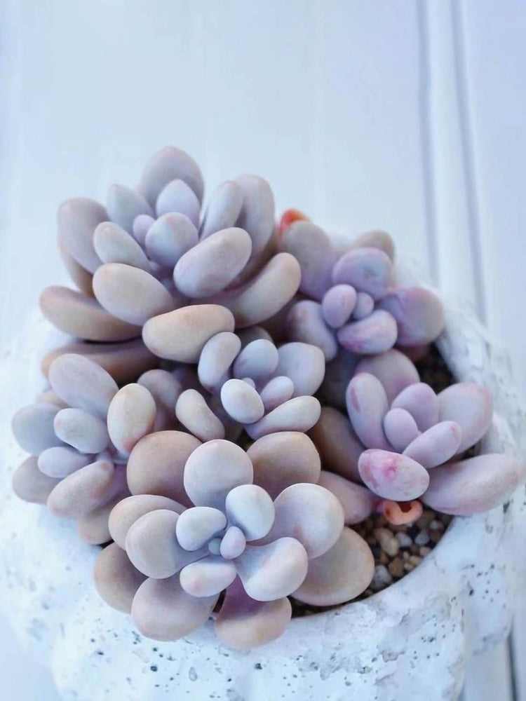 Graptopetalum Amethystinum