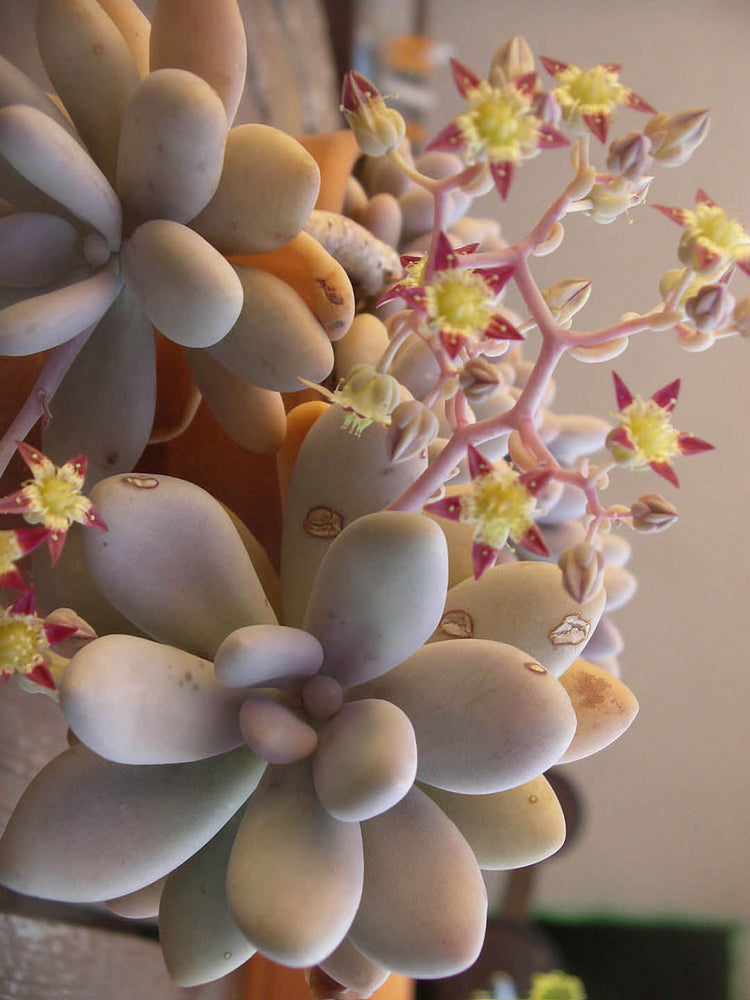 Graptopetalum Amethystinum