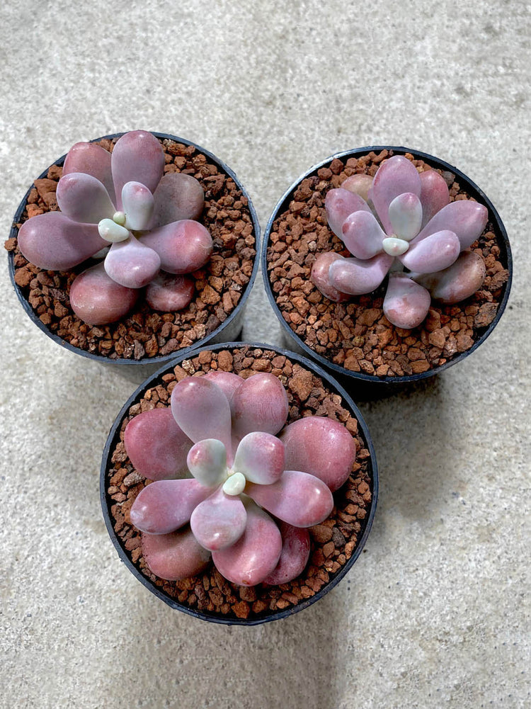Graptopetalum Amethystinum