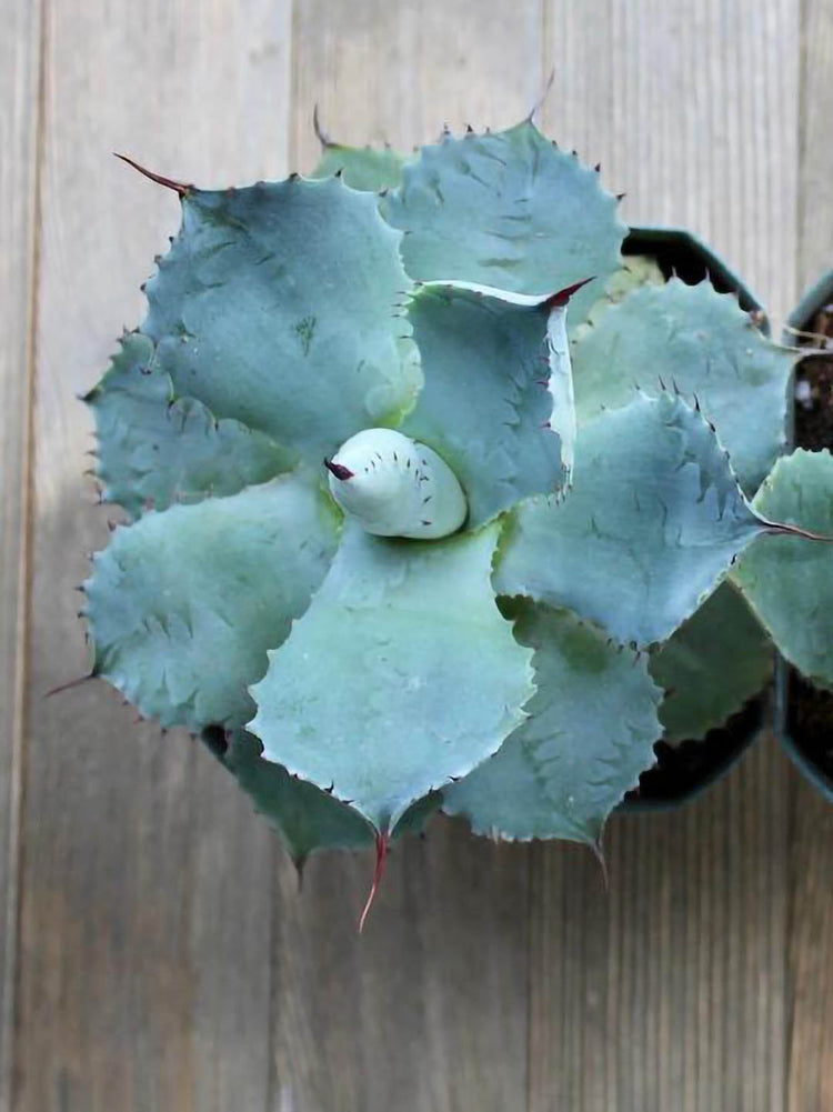 Agave Potatorum