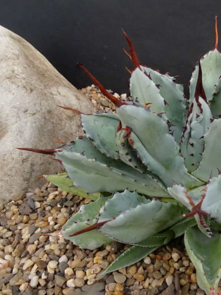 Agave Potatorum