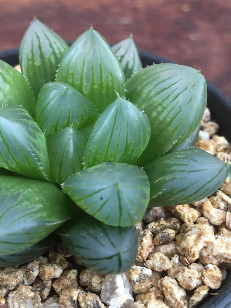Haworthia Cooperi Fleshy