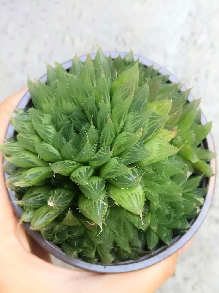 Haworthia Cooperi Fleshy