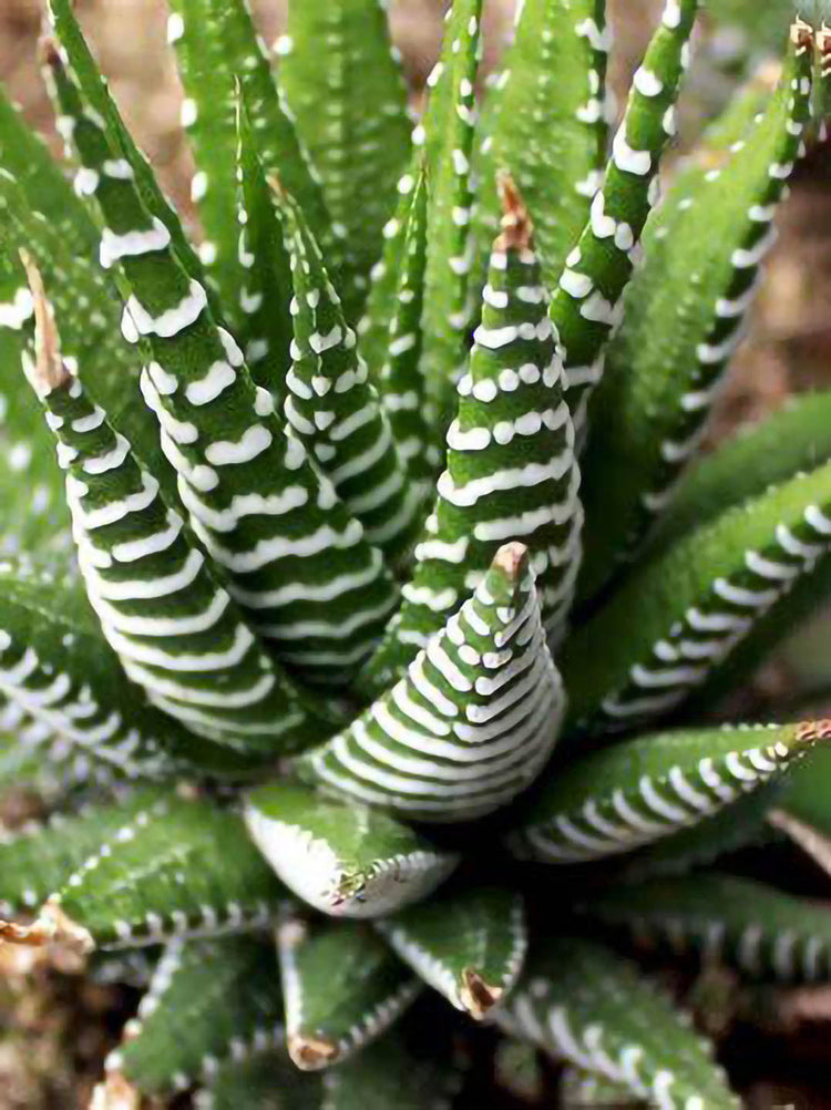 Haworthia Fasciata