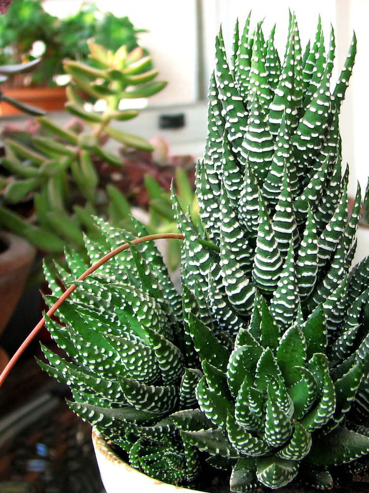 Haworthia Coarctata