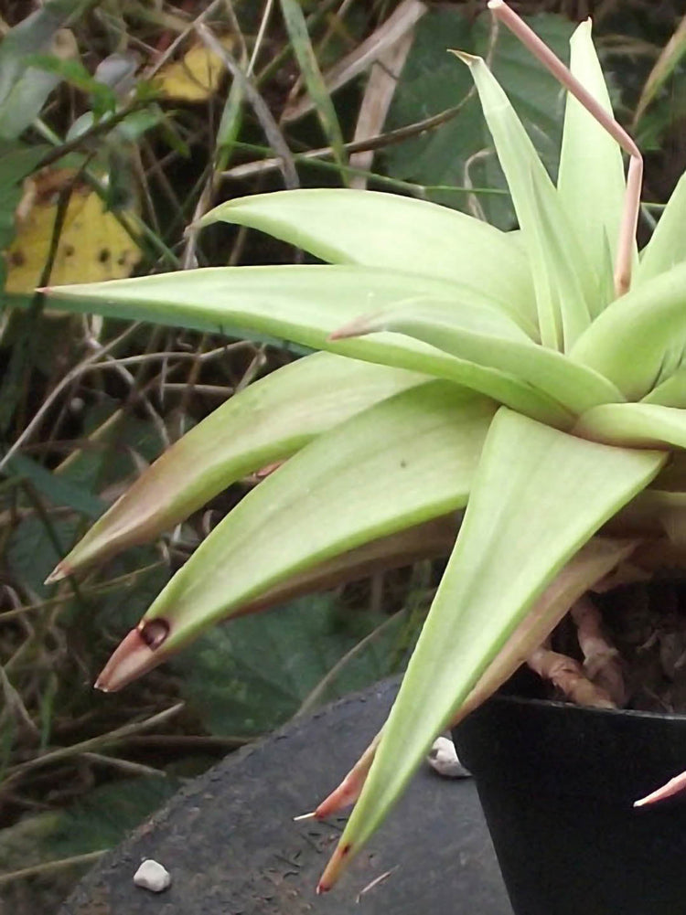 Haworthiopsis Limifolia Ubomboensis