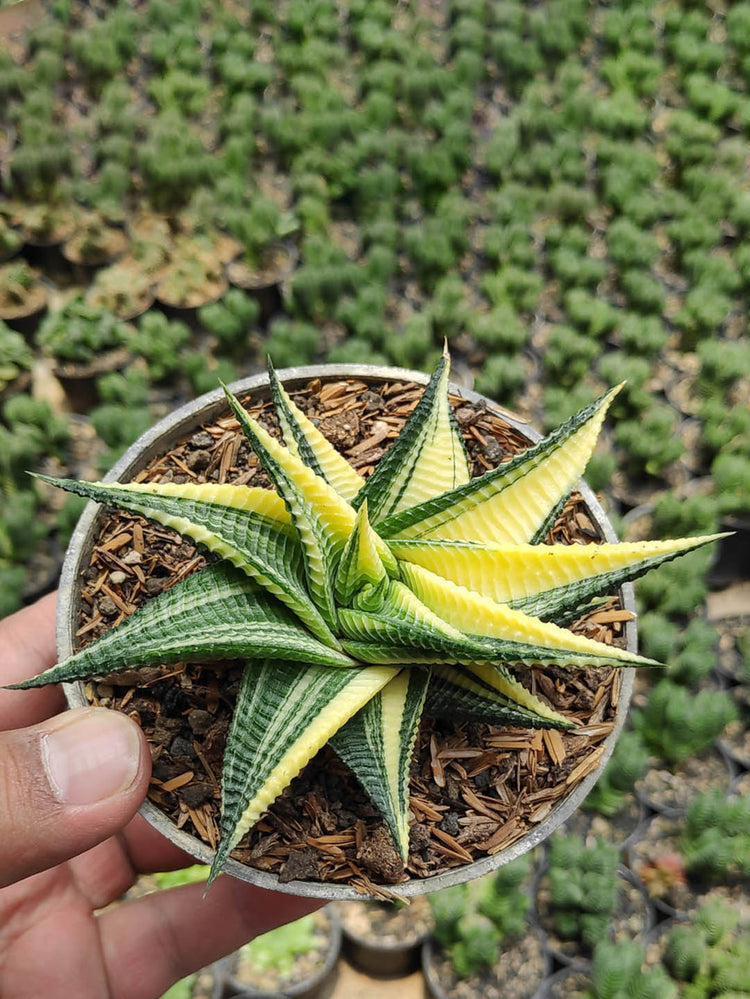 Haworthiopsis Limifolia Variegated