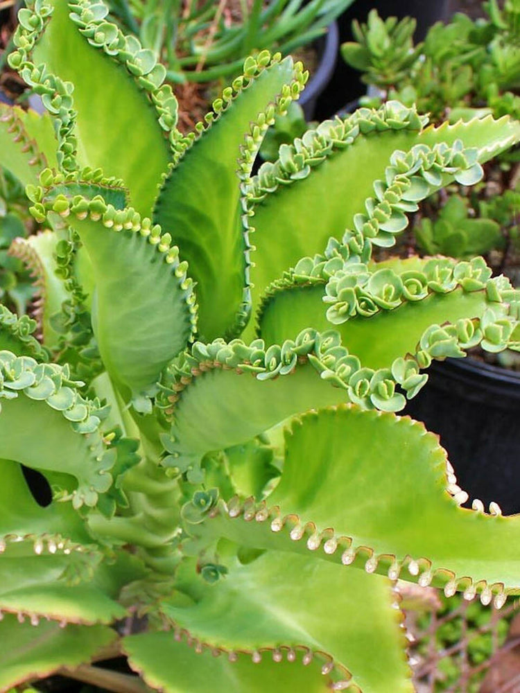 Kalanchoe Daigremontiana