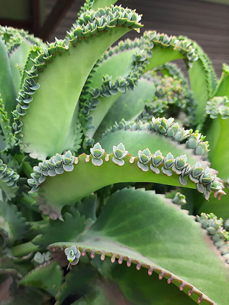 Kalanchoe Daigremontiana