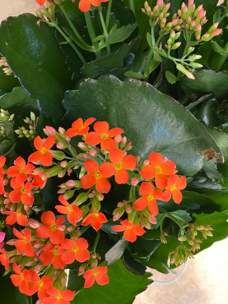 Kalanchoe Blossfeldiana Orange