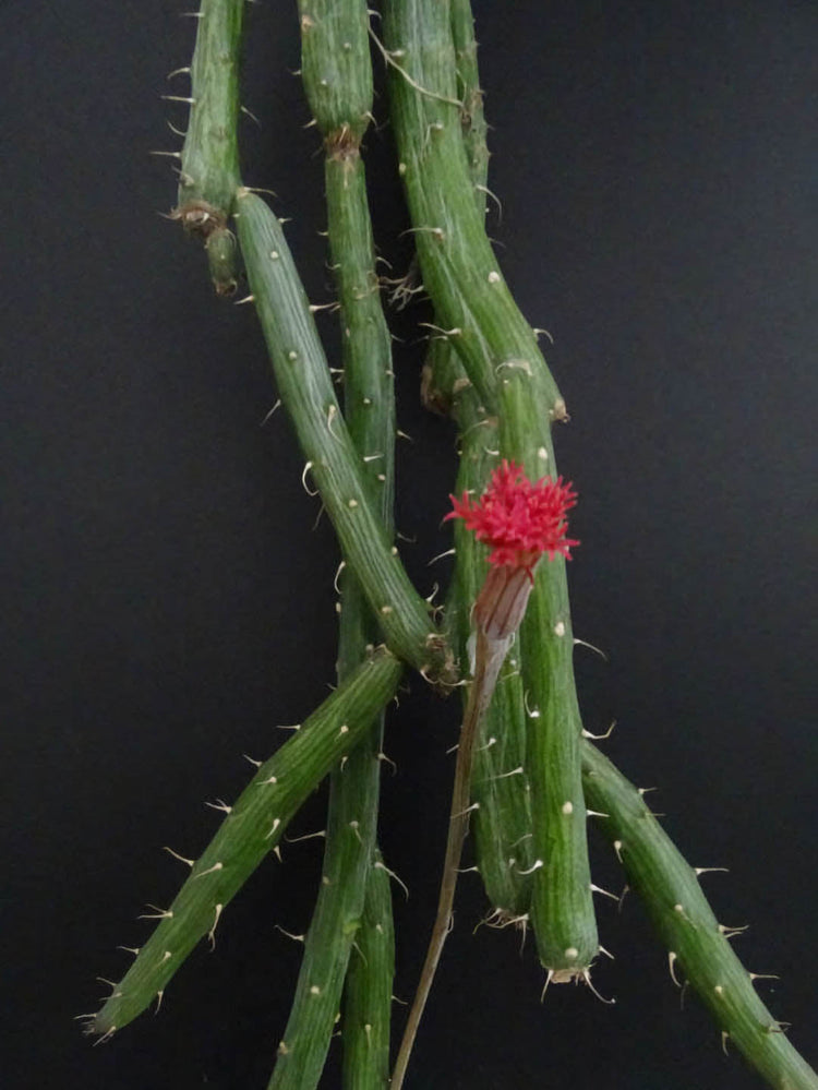 Kleinia Pendula