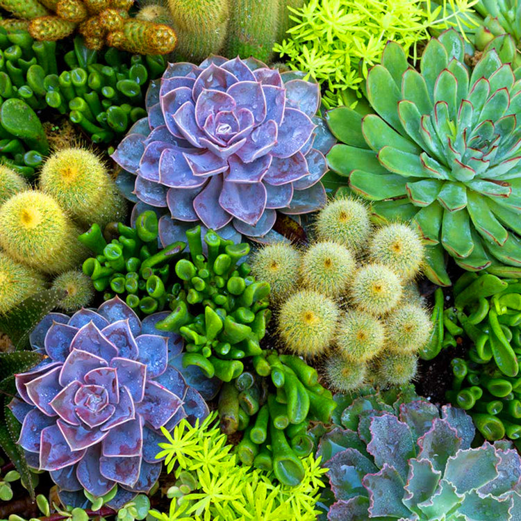 Succulent & Cacti