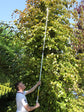 ARS 180ZF-3.0-5 Long Reach Pruners