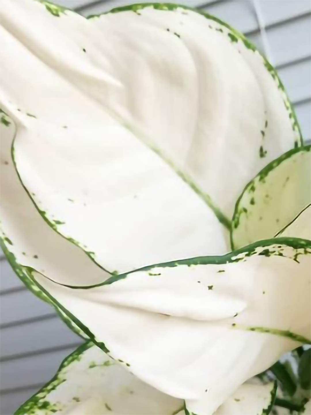 aglaonema super white for sale Aglaonema Super White – Potclay